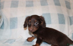 Dachshund dogs for sale: Austin Mini - Image 14
