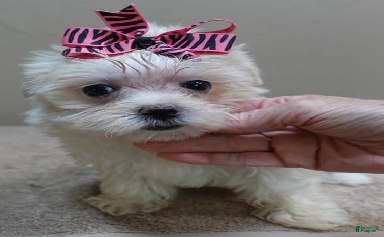 Maltese dogs for sale - Ad 3