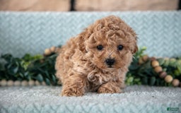 Shihpoo dogs for sale: Louie - Image 5