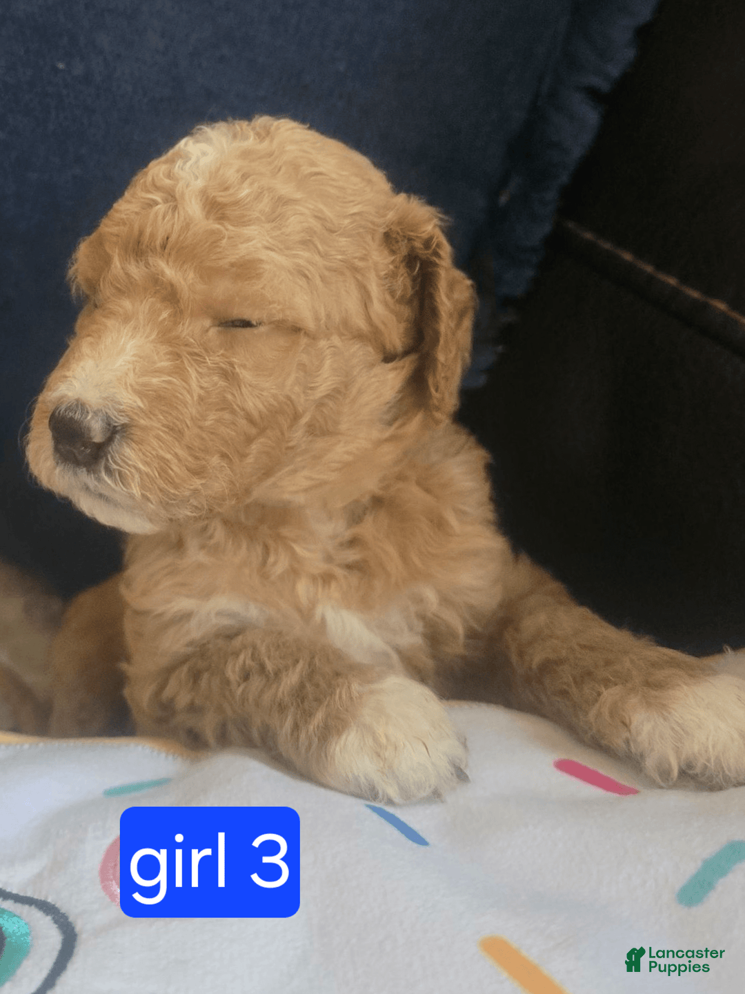 Goldendoodle dogs for sale: Lulu - Image 2