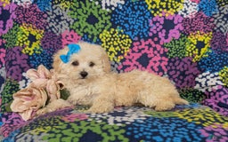 Miniature Poodle dogs for sale: Devon - Image 3