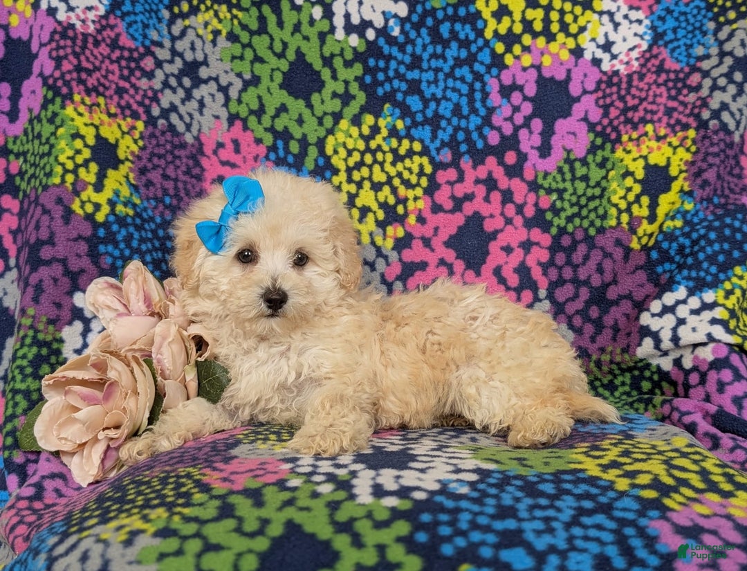 Miniature Poodle dogs for sale: Devon - Image 3