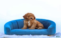 Miniature Poodle dogs for sale: Pierre - Image 3