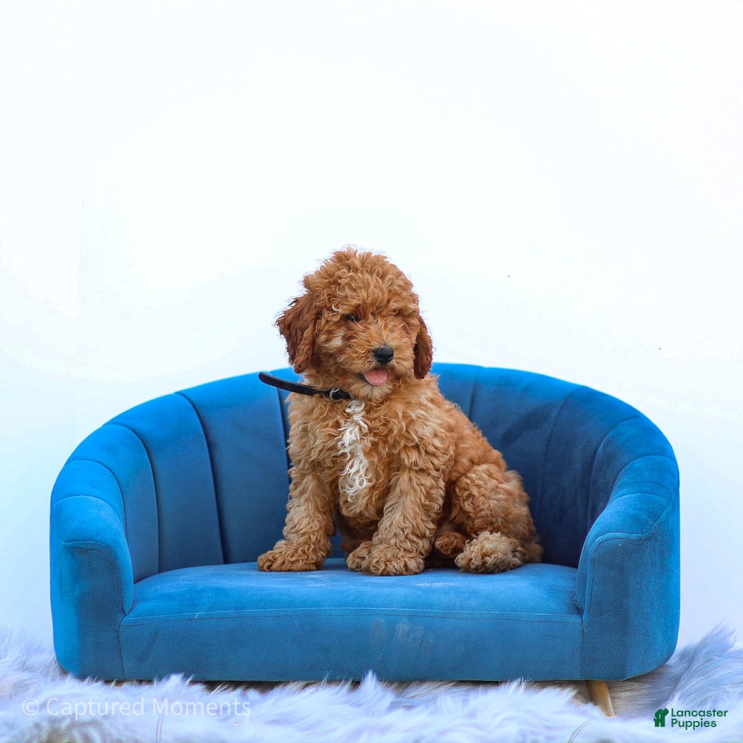 Miniature Poodle dogs for sale: Pierre - Image 3