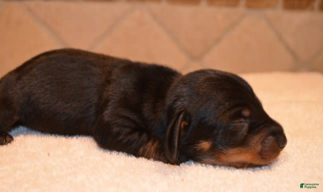 Dachshund dogs for sale: Indy - Image 1