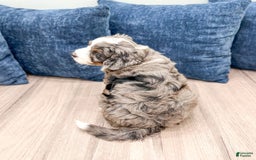 Mini Bernedoodle dogs for sale: Ollie - Image 4