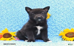 Pomsky dogs for sale: Milo - Image 2