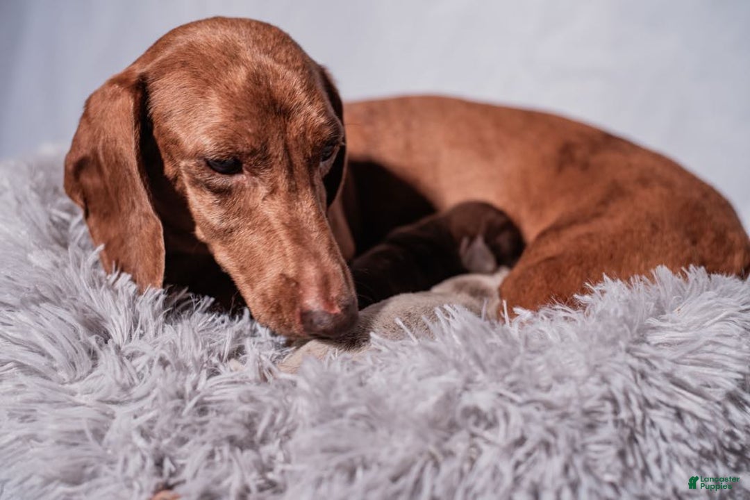 Miniature Dachshund dogs for sale: Smooth Coat Chocolate And Tan - Image 8