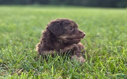 Aussiedoodle dogs for sale: Atlas - Image 1