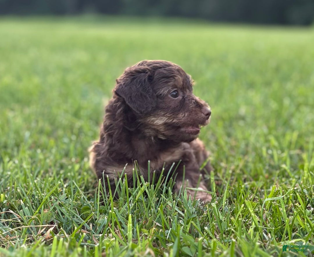Aussiedoodle dogs for sale: Atlas - Image 1