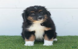 Australian Shepherd dogs for sale: Oscar - Image 9