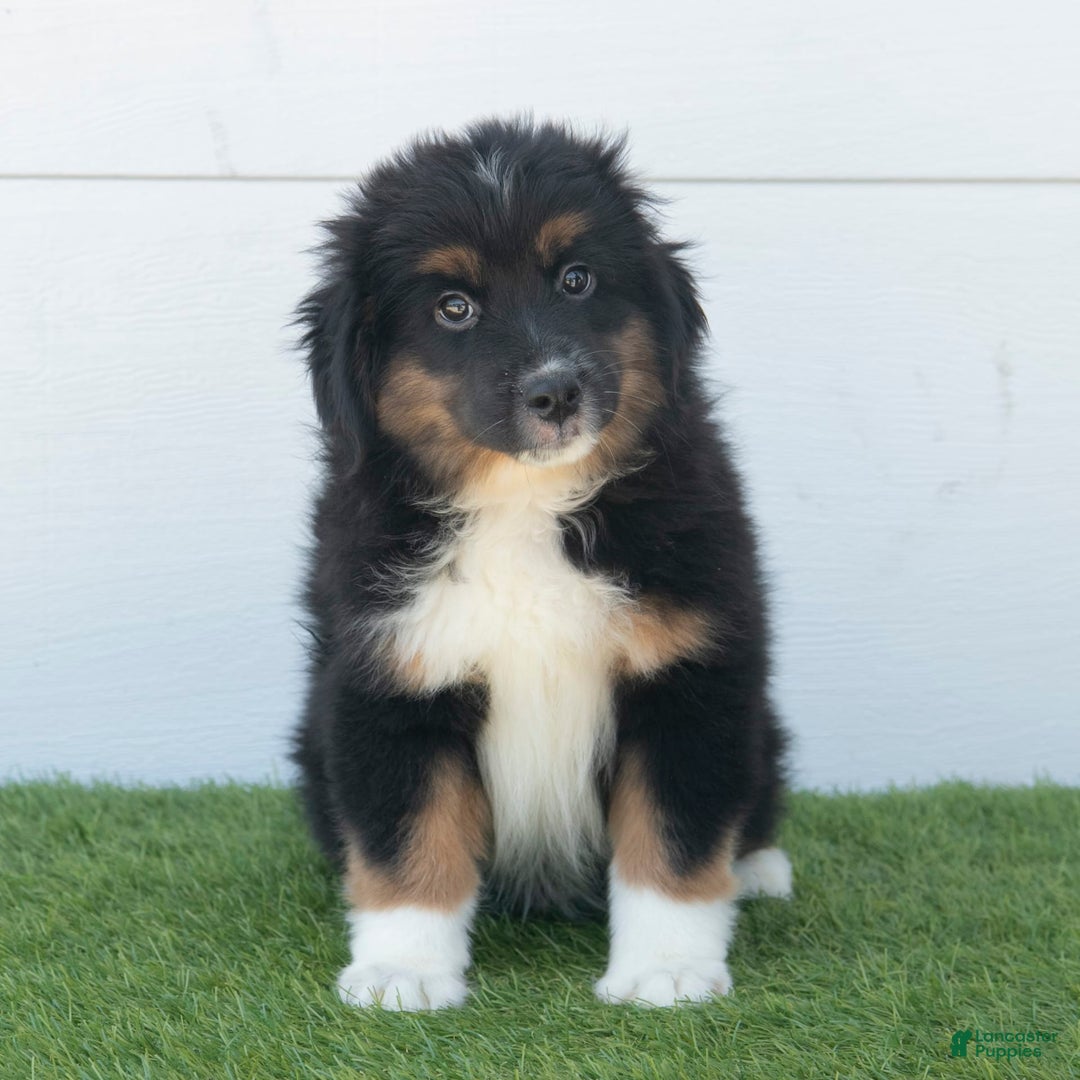 Australian Shepherd dogs for sale: Oscar - Image 9