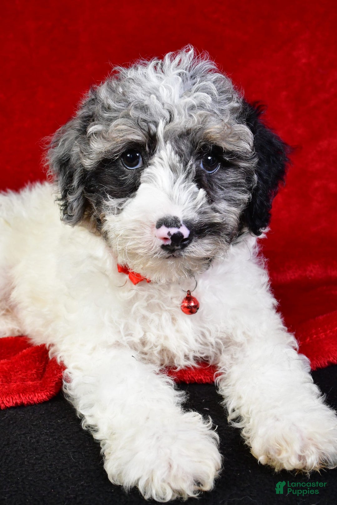 Miniature Poodle dogs for sale: Kyler - Image 6