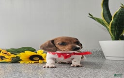Dachshund dogs for sale: Millie Mae - Image 5