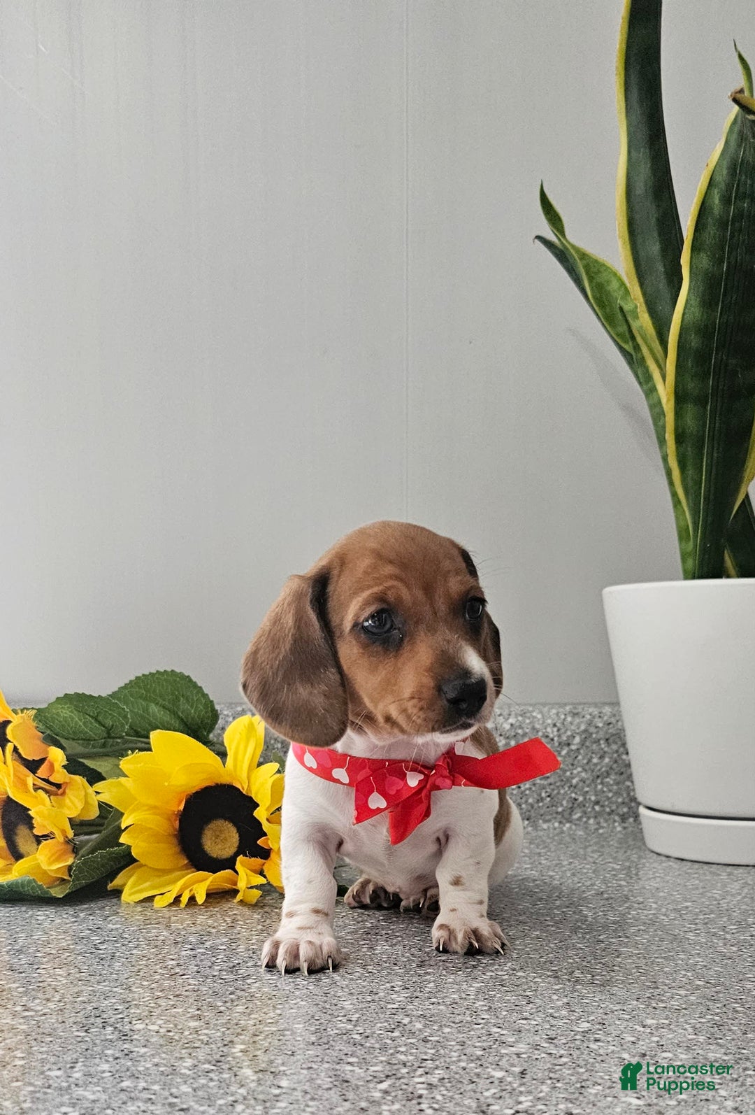 Dachshund dogs for sale: Millie Mae - Image 5