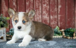 Welsh Corgi Pembroke dogs for sale: Ned - Image 2