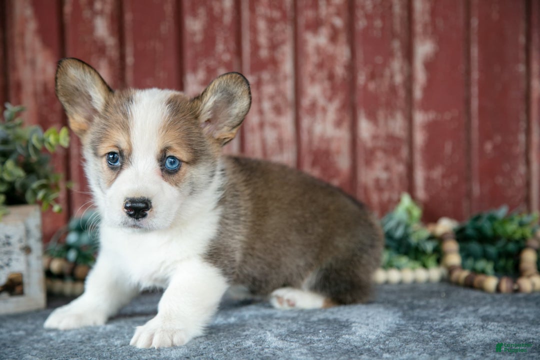 Welsh Corgi Pembroke dogs for sale: Ned - Image 2