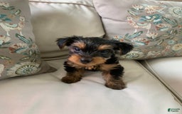 Yorkshire Terrier dogs for sale: Cash - Image 6