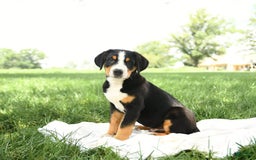 Greater Swiss Mountain Dog dogs for sale: Felix - Image 9