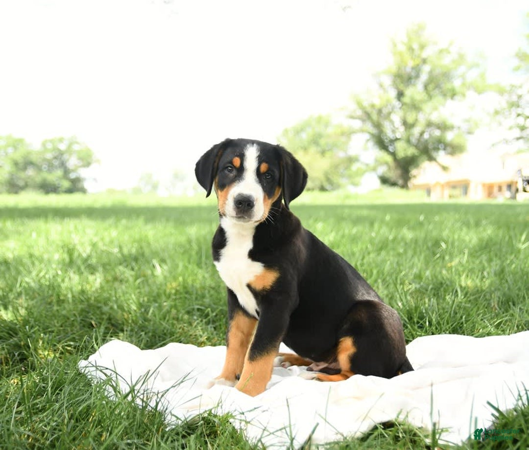 Greater Swiss Mountain Dog dogs for sale: Felix - Image 9