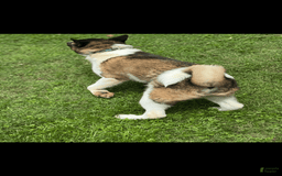 Akita dogs for sale: Jasper - Image 4