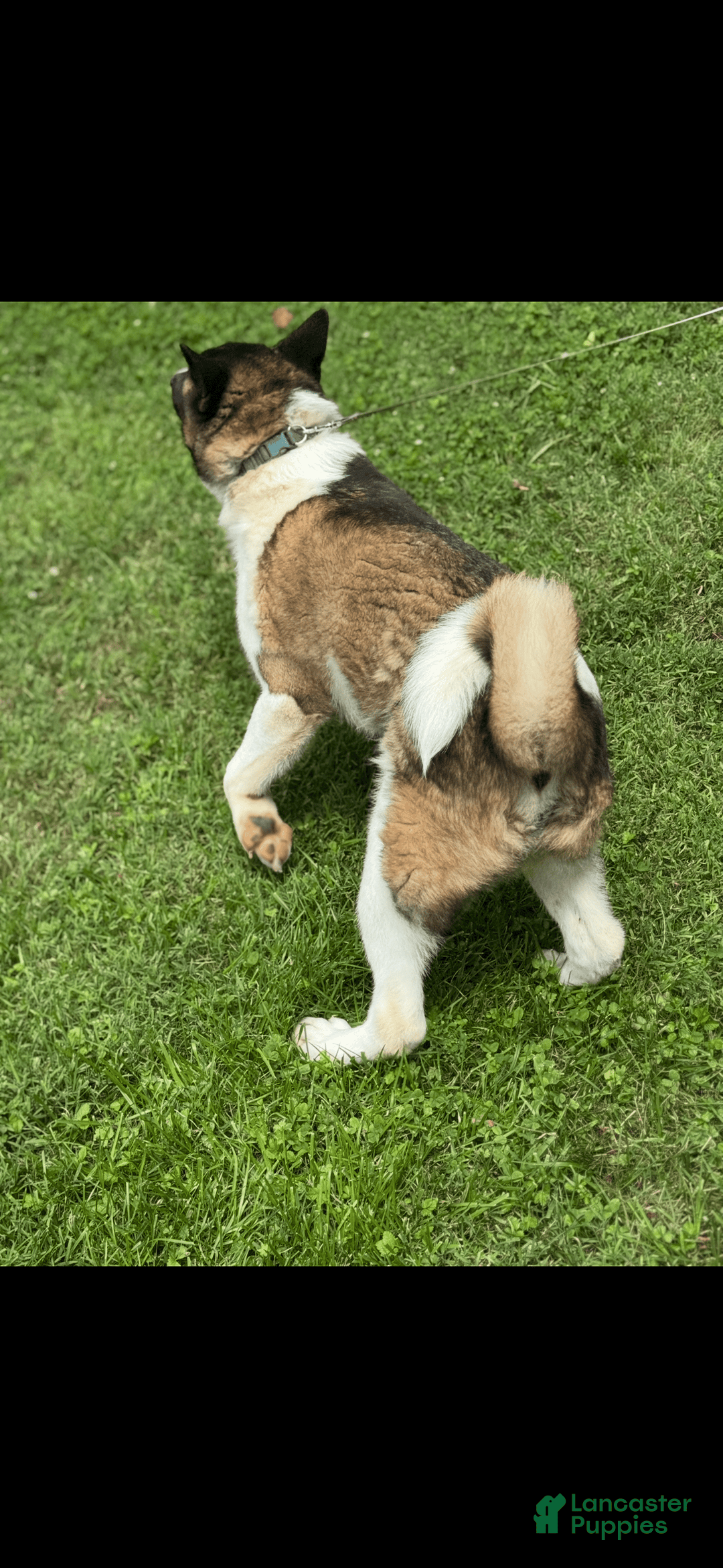 Akita dogs for sale: Jasper - Image 4