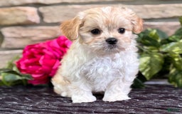 Cavalier King Charles Spaniel dogs for sale: Enzo - Image 9
