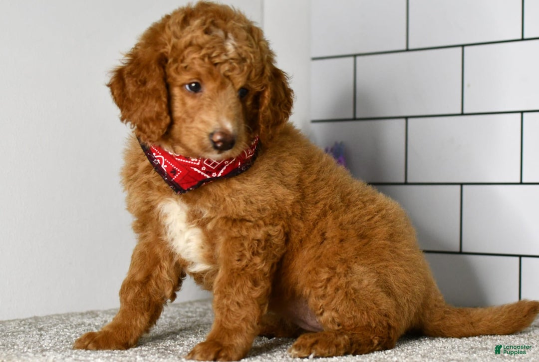 Mini Goldendoodle dogs for sale: Sandie - Image 1