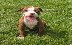 American Bulldog dogs for sale: Miss Honey - Image 21