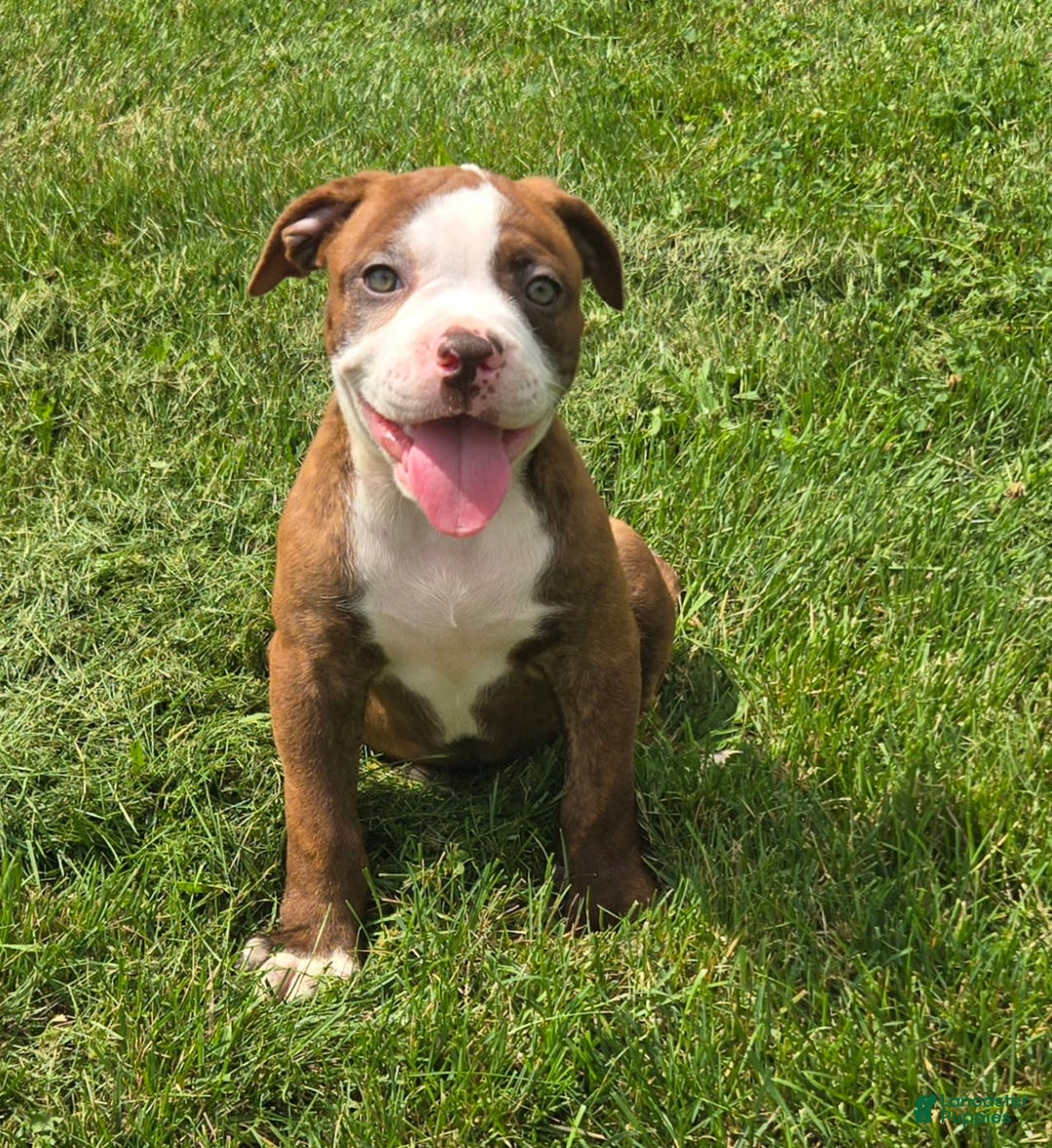 American Bulldog dogs for sale: Miss Honey - Image 21