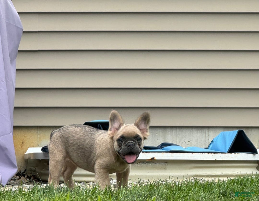 French Bulldog dogs for sale: Lilly - Image 2