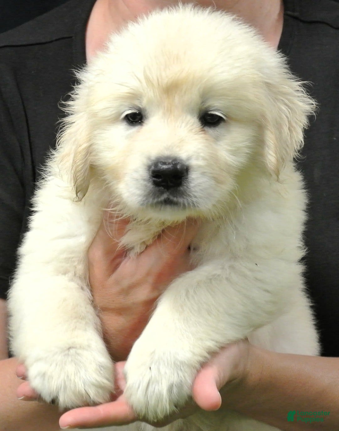 Golden Retriever dogs for sale: Buddy - Image 4