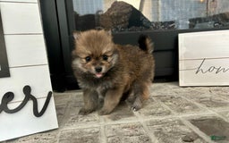 Pomeranian dogs for sale: Nova - Image 3
