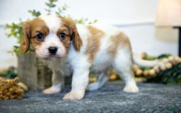 Cavalier King Charles Spaniel dogs for sale: Curt - Image 3