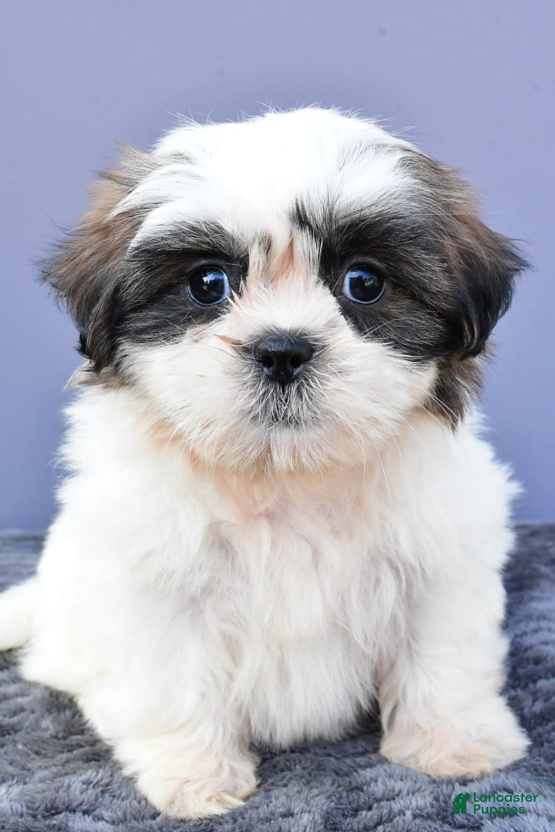 Shih Tzu dogs for sale: Uchenna - Image 6
