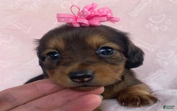 Miniature Dachshund dogs for sale: Baby Callie - Image 5