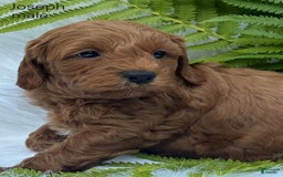 Cavapoo dogs for sale: Joseph - Image 1