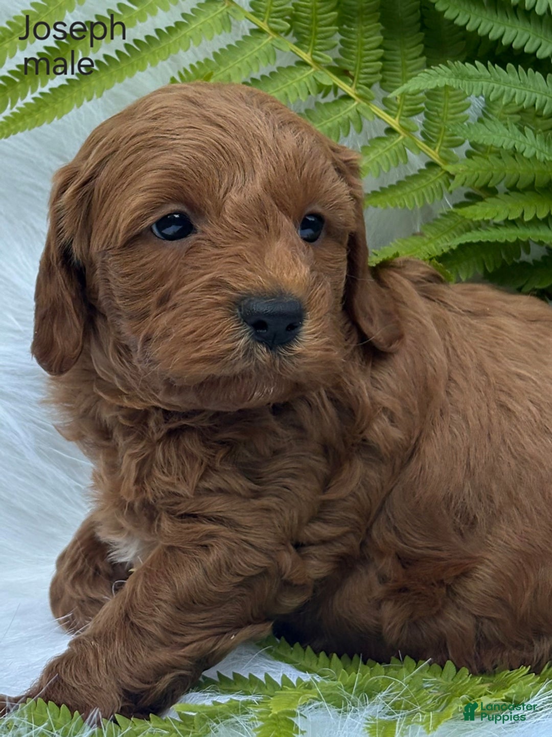 Cavapoo dogs for sale: Joseph - Image 1