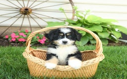 Mini Bernedoodle dogs for sale: Penny - Image 2
