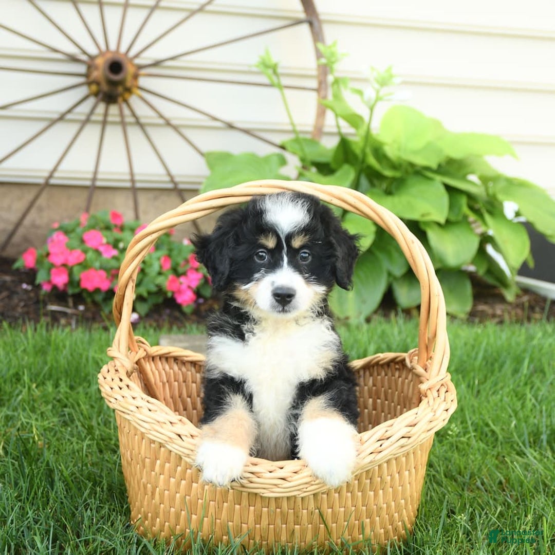 Mini Bernedoodle dogs for sale: Penny - Image 2