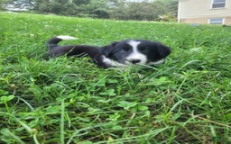 Border Collie dogs for sale: Buddy - Image 2