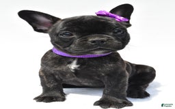 French Bulldog dogs for sale: Angel - Image 2