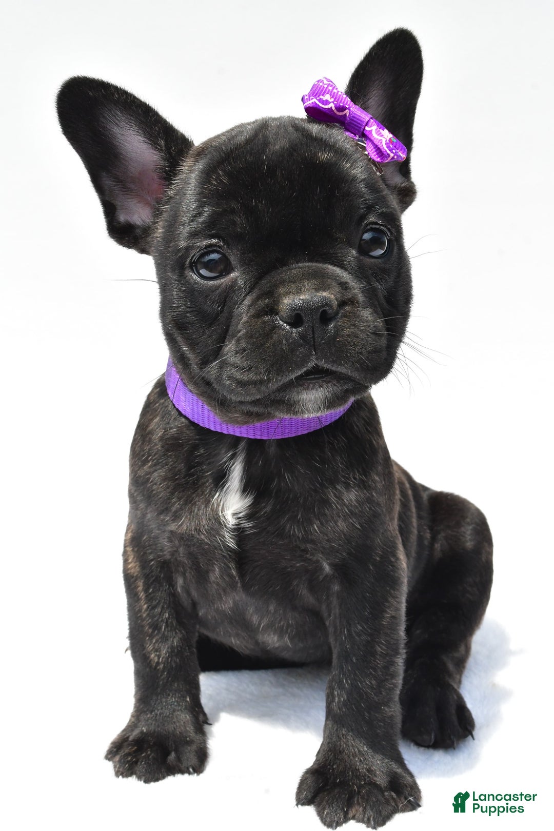 French Bulldog dogs for sale: Angel - Image 2