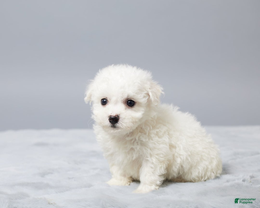 Bichon Frise dogs for sale: Oliver - Image 1