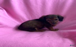 Dachshund dogs for sale: Penny - Image 3