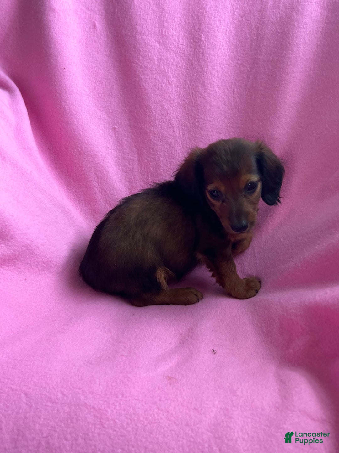 Dachshund dogs for sale: Penny - Image 3