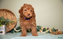 Cavapoo dogs for sale: Gigi - Image 4