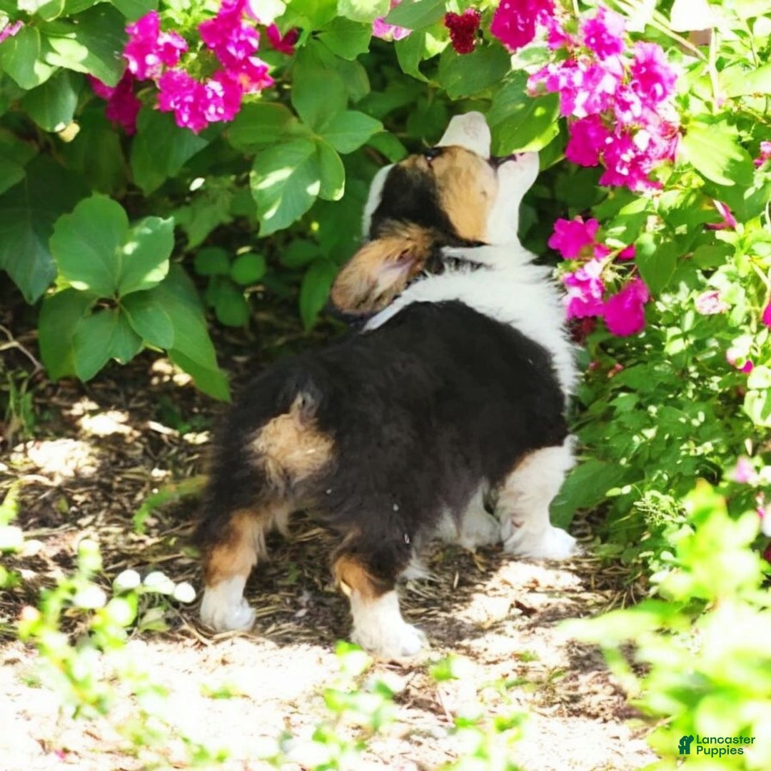 Welsh Corgi Pembroke dogs for sale: Trixie Fluffy - Image 5