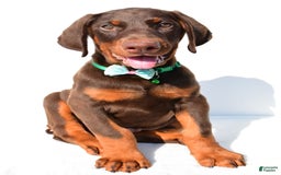 Doberman Pinscher dogs for sale: Toby - Image 2