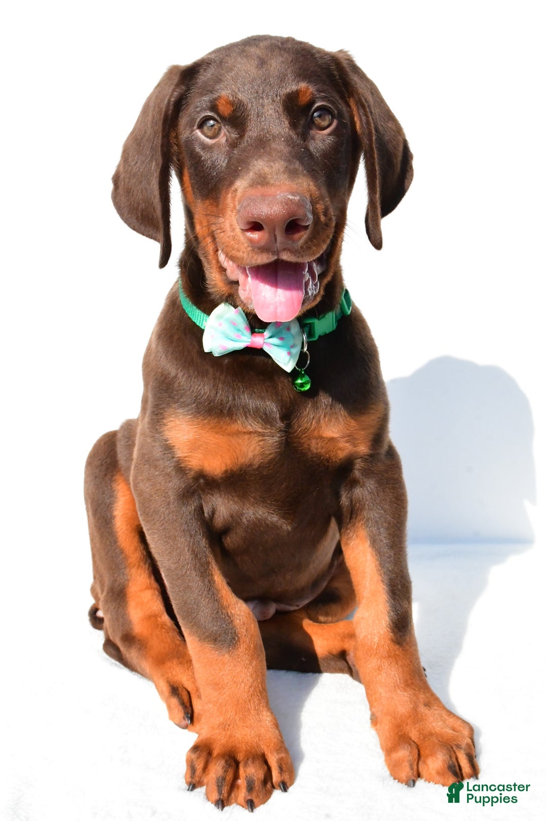 Doberman Pinscher dogs for sale: Toby - Image 2